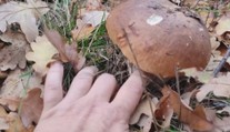 Hubári dokážu v lesoch stále plniť košíky hubami. Našli sme aj prekrásne dubáky