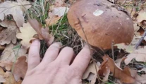 Hubári dokážu v lesoch stále plniť košíky hubami. Našli sme aj prekrásne dubáky