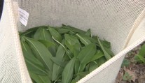 Medvedí cesnak už láka zberačov. Pozor, nie je povolené trhať ho všade a hrozí aj pokuta