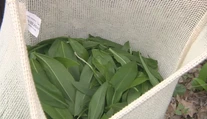 Medvedí cesnak už láka zberačov. Pozor, nie je povolené trhať ho všade a hrozí aj pokuta