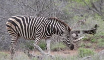Neveril vlastným očiam. Táto zebra je úplne iná ako všetky ostatné