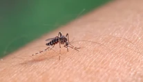V Európe sa čoraz viac rozmáha tropické ochorenie. Odborníci hovoria o možnej pohrome