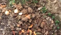 Reštaurácii pod oknami zapáchajú fekálie, suseda to ale vidí ako prírodné hnojivo