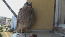 Zahodená žuvačka môže vtáky pripraviť o život