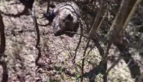 Diviaky už dokážu žiť s vírusom dlhšie a nakaziť celé čriedy. Africký mor znova útočí