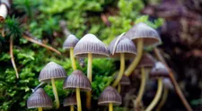 „Magické“ huby, ktoré rastú aj u nás, vyvolávajú stavy ako LSD. Háčik je v tom, že sa po nich môžete zblázniť