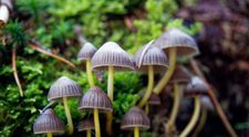 „Magické“ huby, ktoré rastú aj u nás, vyvolávajú stavy ako LSD. Háčik je v tom, že sa po nich môžete zblázniť