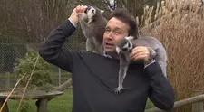 VIDEO: Komplikácie pri nakrúcaní. Reportéra terorizovali dotieravé lemury