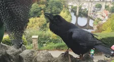 Lak na aute môžu poškrabať aj vtáky. Čo na to poisťovne?