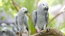 V britskej ZOO museli z klietok odniesť papagájov. Návštevníkom začali vulgárne nadávať