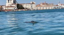 Taliani v šoku: V benátskych kanáloch sa objavili delfíny!
