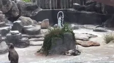 Tučniak Grape-kun zomrel po boku svojej lásky. Kreslenej postavičky