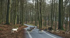 Lesná zver na jeseň na cestách