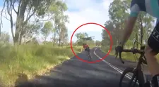 VIDEO: Kengura zákerne napadla cyklistku, tá zostala len nehybne ležať na zemi