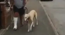 Muž minul na veterinárne vyšetrenia stovky dolárov. Keď zistil, čo je jeho psovi, zostal v šoku