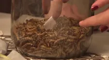 Stačil jej jeden pohľad na červy! Slovenská speváčka to nezvládla a...