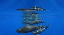 Súťaž Ocean Art pozná víťazov: Pozrite si najkrajšie snímky života pod hladinou