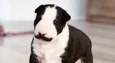 Šteniatko je hitom na internete. Uhádnete, na koho sa podobá?