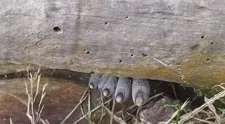 Obrázok mätie ľudí na sociálnych sieťach. Uhádnete, čo sa skrýva za kmeňom stromu?