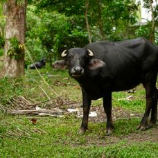 Pokračovanie Ruže pre nevestu na exotickej Srí Lanke