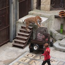 Aká pekná mačička ...