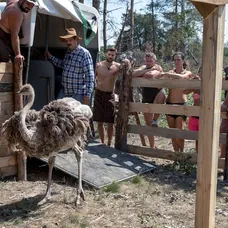 Hospodár Martin zoznamuje pštrosy s ich novým domovom