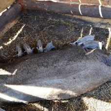 Prasiatka pri obľúbenej činnosti