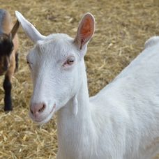 Malá kozička sa narodila priamo na Farme