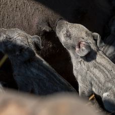 Cecilka vrhla mladé priamo pred zrakmi farmárov