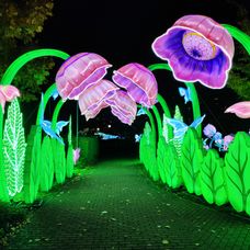 Rozkvitnutá záhrada