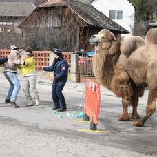 Ťaviak Ali v Hornej Dolnej