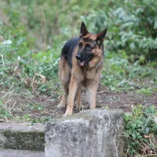 Rex