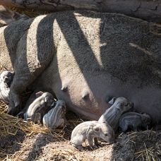 Cecilka vrhla mladé priamo pred zrakmi farmárov