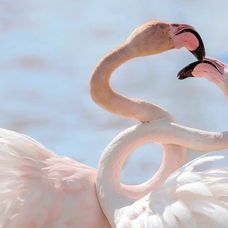 Jašterice a ich romantika pri západe slnka