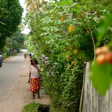 Pokračovanie Ruže pre nevestu na exotickej Srí Lanke