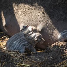 Cecilka vrhla mladé priamo pred zrakmi farmárov
