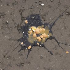 Po kráľovi hádzali vajcia