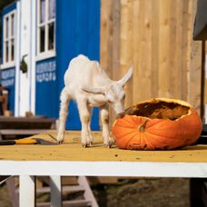 Farmári vytvorili negatívny rekord v počte mincí, Sofia prehrala s Mirkou a ide domov
