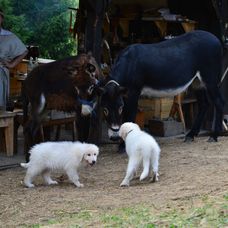 Šteniatka farmárov veľmi potešili