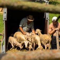 Veselý 21. deň na Farme, nové zvieratá, nové zranenie a guľôčková bitka