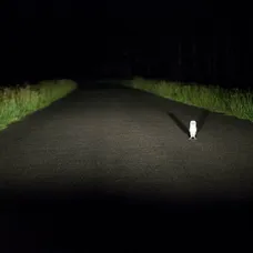 Romantika pri nočnej oblohe.