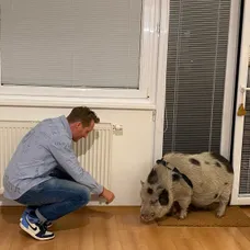 Sajfa a Jožo