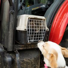 Veselý 21. deň na Farme, nové zvieratá, nové zranenie a guľôčková bitka