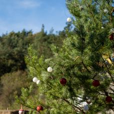 Predposledný deň na Farme