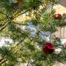 Predposledný deň na Farme