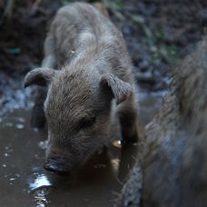 Prasiatka zbožňujú bahno