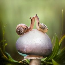 Najstarší súťažiaci v The Voice. Tento spevák prekonal všetky rekordy!