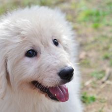 Láska na druhý pokus 2: 79. epizóda