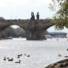 Neželaná nevesta v Prahe