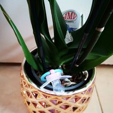 Luciin syn Vlado s priateľkou